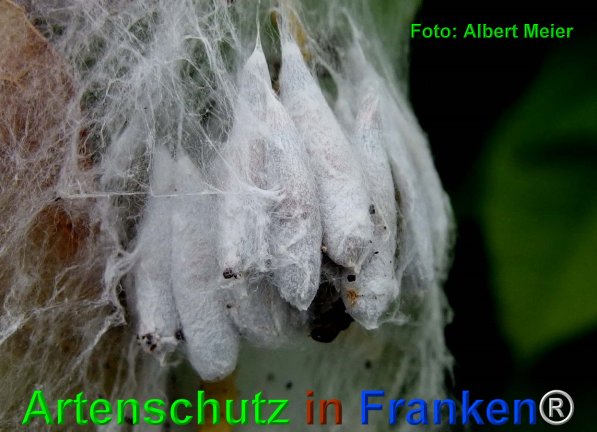 Copyright AiF - Albert Meier Bild zum Eintrag (75063-160)