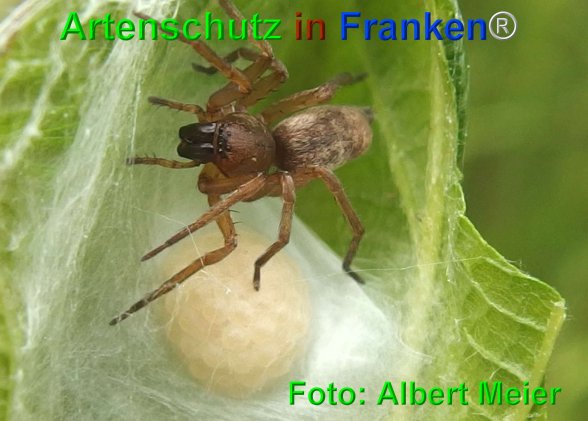 Copyright AiF - Albert Meier Bild zum Eintrag (75123-160)