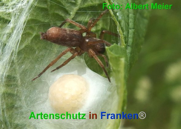 Copyright AiF - Albert Meier Bild zum Eintrag (75124-160)