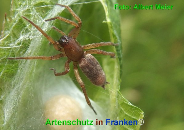 Copyright AiF - Albert Meier Bild zum Eintrag (75125-160)