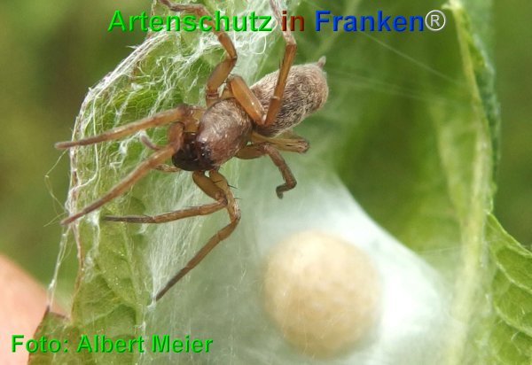 Copyright AiF - Albert Meier Bild zum Eintrag (75127-160)