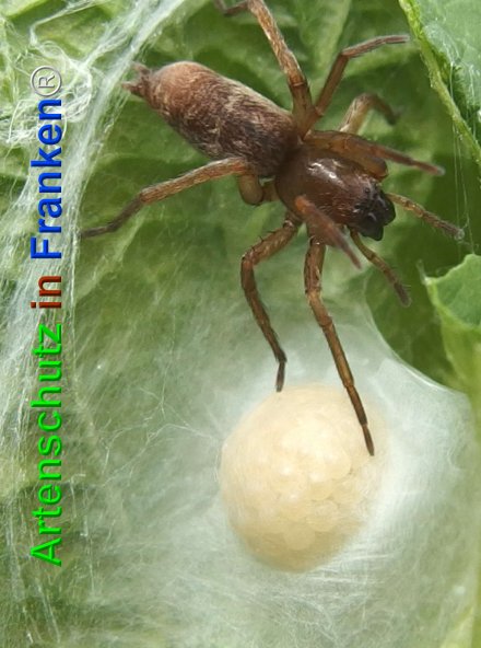 Copyright AiF - Albert Meier Bild zum Eintrag (75128-160)