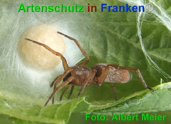 Copyright AiF - Albert Meier Bild zum Eintrag (75129-160)