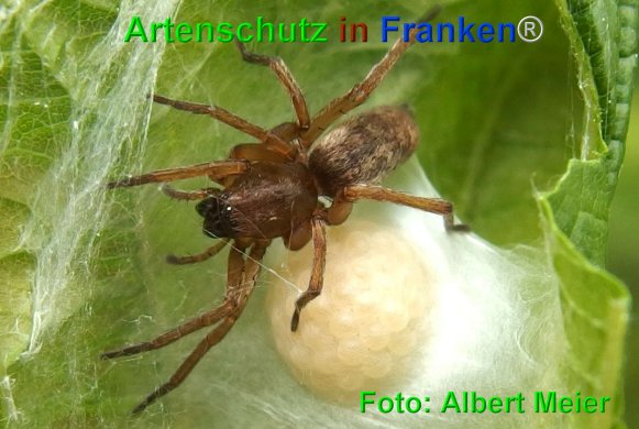 Copyright AiF - Albert Meier Bild zum Eintrag (75131-160)