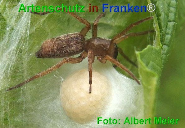 Copyright AiF - Albert Meier Bild zum Eintrag (75132-160)