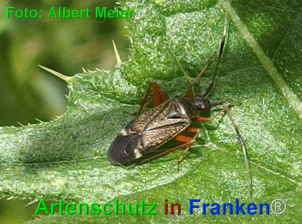Copyright AiF - Albert Meier Bild zum Eintrag (75197-160)