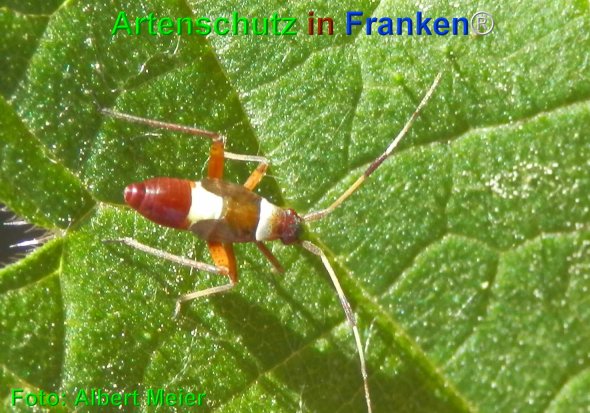 Copyright AiF - Albert Meier Bild zum Eintrag (75198-160)