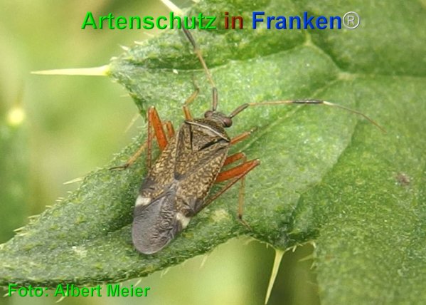Copyright AiF - Albert Meier Bild zum Eintrag (75199-160)