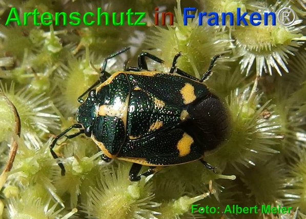 Bild zum Eintrag (75242-160)