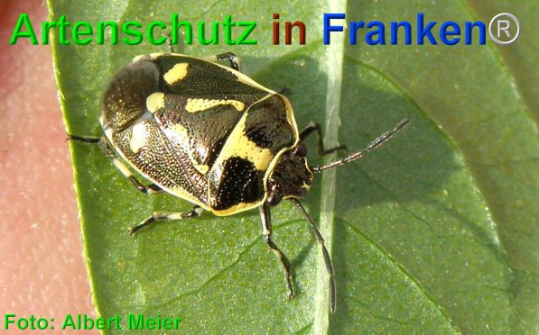 Bild zum Eintrag (75243-160)
