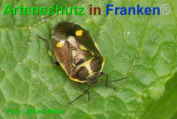 Bild zum Eintrag (75244-160)