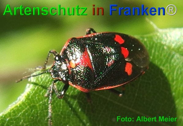 Copyright AiF - Albert Meier Bild zum Eintrag (75245-160)