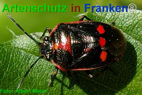 Copyright AiF - Albert Meier Bild zum Eintrag (75246-160)