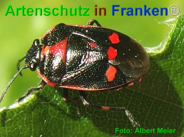 Copyright AiF - Albert Meier Bild zum Eintrag (75247-160)