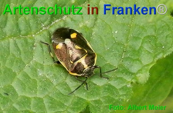 Bild zum Eintrag (75248-160)