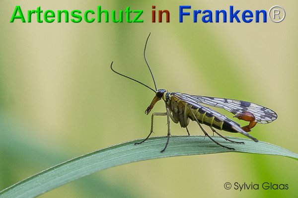 Copyright AiF Sylvia Glaas Bild zum Eintrag (75309-160)