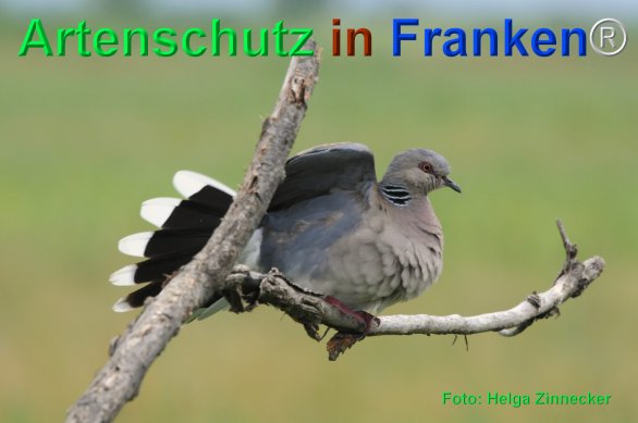 Bild zum Eintrag (75324-160)