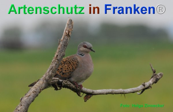 Bild zum Eintrag (75325-160)