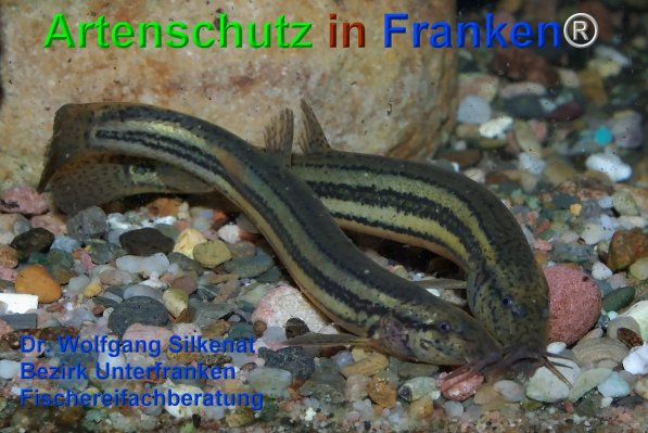 Copyright AiF Silkenat Bild zum Eintrag (75332-160)