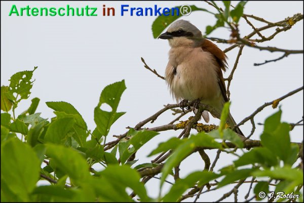 Copyright AiF Johannes Rother Bild zum Eintrag (75342-160)