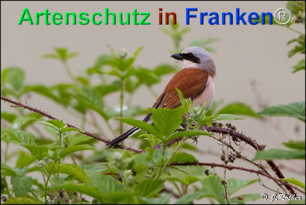 Copyright AiF Johannes Rother Bild zum Eintrag (75343-160)