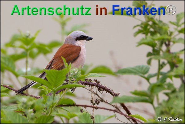 Copyright AiF Johannes Rother Bild zum Eintrag (75345-160)