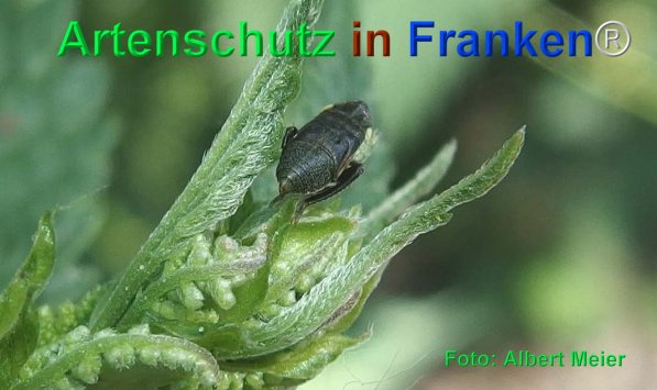 Copyright AiF - Albert Meier Bild zum Eintrag (75351-160)