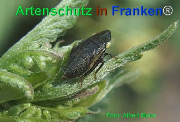 Copyright AiF - Albert Meier Bild zum Eintrag (75352-160)