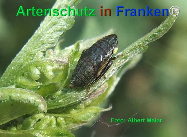 Copyright AiF - Albert Meier Bild zum Eintrag (75353-160)