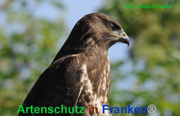 Bild zum Eintrag (75359-160)