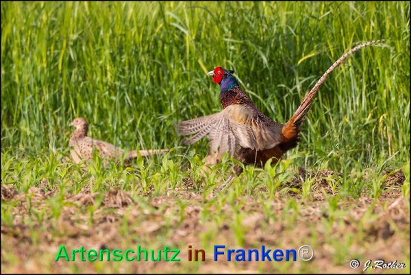 Copyright AiF Johannes Rother Bild zum Eintrag (75375-160)