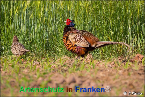 Copyright AiF Johannes Rother Bild zum Eintrag (75376-160)