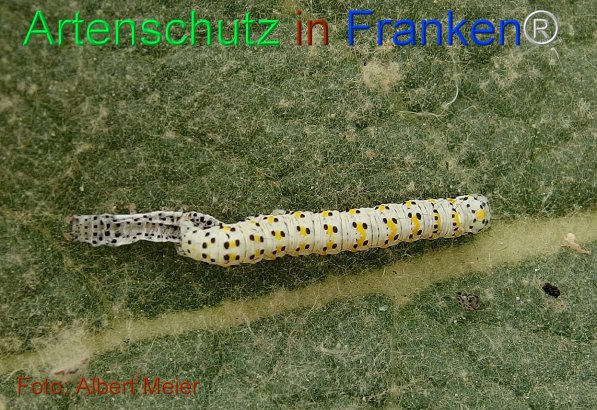 Copyright AiF - Albert Meier Bild zum Eintrag (75463-160)