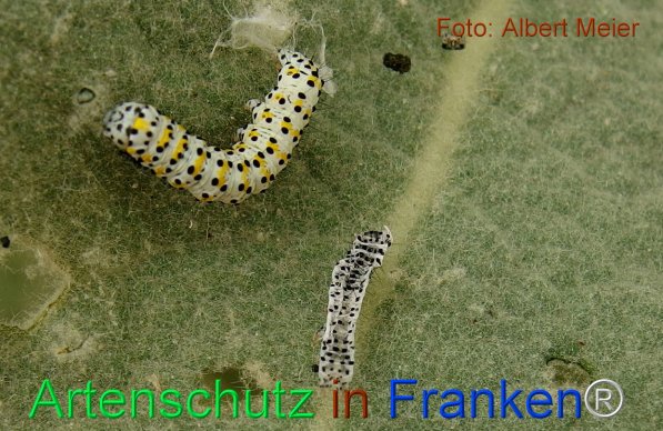 Copyright AiF - Albert Meier Bild zum Eintrag (75464-160)