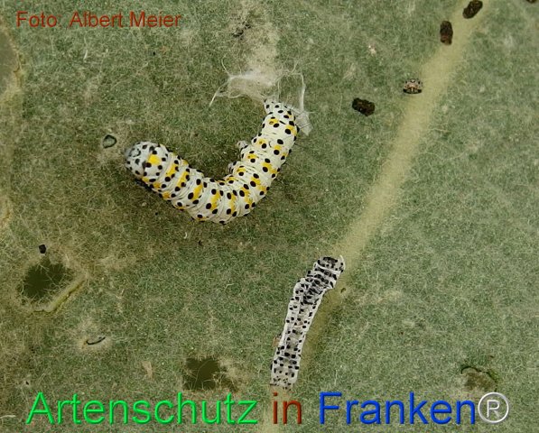 Copyright AiF - Albert Meier Bild zum Eintrag (75465-160)