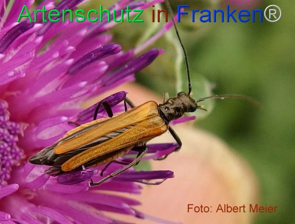 Copyright AiF - Albert Meier Bild zum Eintrag (75476-160)