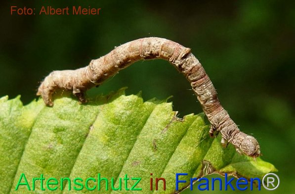 Copyright AiF - Albert Meier Bild zum Eintrag (75496-160)