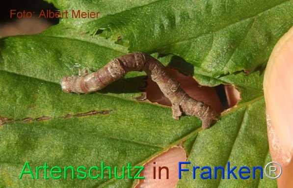 Copyright AiF - Albert Meier Bild zum Eintrag (75497-160)