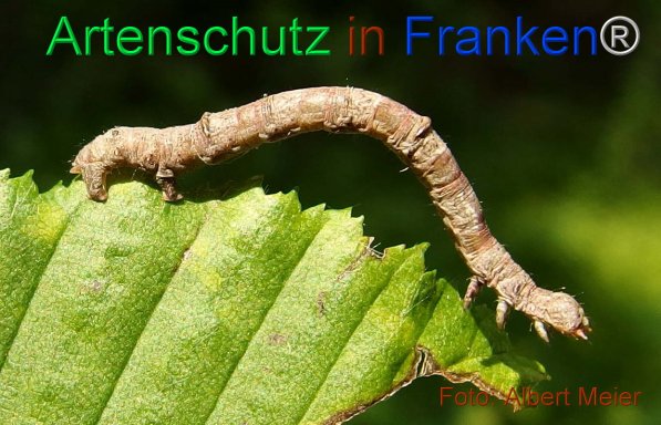 Copyright AiF - Albert Meier Bild zum Eintrag (75498-160)