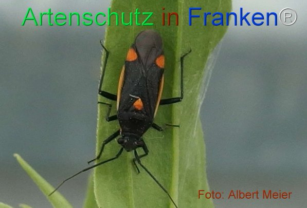 Copyright AiF - Albert Meier Bild zum Eintrag (75501-160)