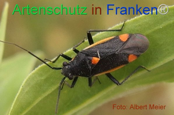 Copyright AiF - Albert Meier Bild zum Eintrag (75502-160)