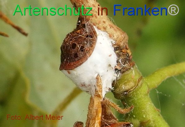 Copyright AiF - Albert Meier Bild zum Eintrag (75505-160)