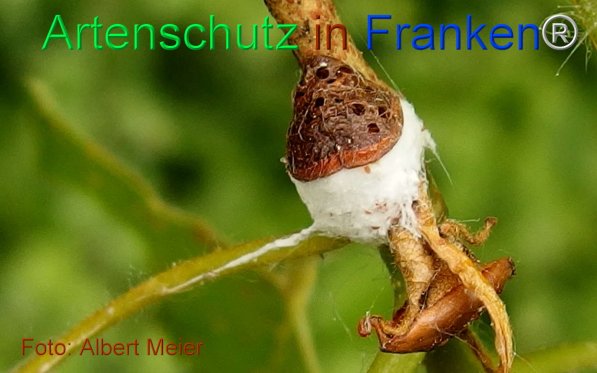 Copyright AiF - Albert Meier Bild zum Eintrag (75506-160)