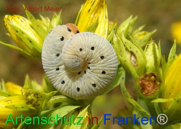 Copyright AiF - Albert Meier Bild zum Eintrag (75511-160)