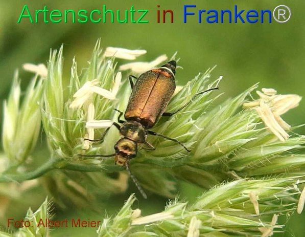 Copyright AiF - Albert Meier Bild zum Eintrag (75524-160)