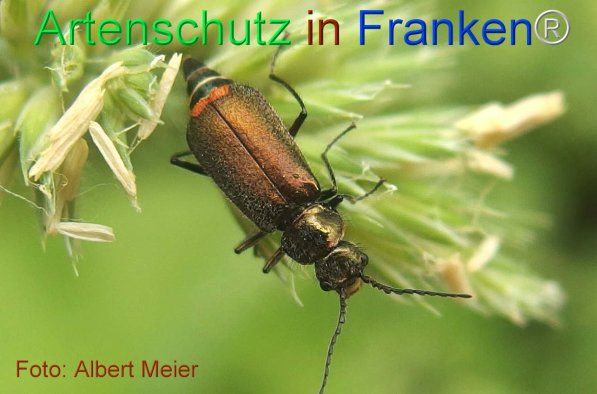 Copyright AiF - Albert Meier Bild zum Eintrag (75525-160)