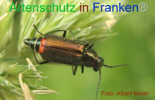Copyright AiF - Albert Meier Bild zum Eintrag (75526-160)