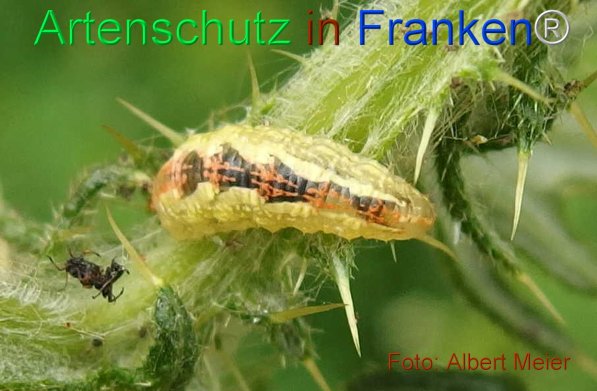 Copyright AiF - Albert Meier Bild zum Eintrag (75535-160)