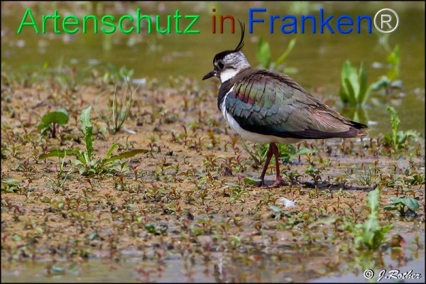 Copyright AiF Johannes Rother Bild zum Eintrag (75596-160)