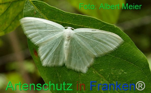 Copyright AiF - Albert Meier Bild zum Eintrag (75608-160)